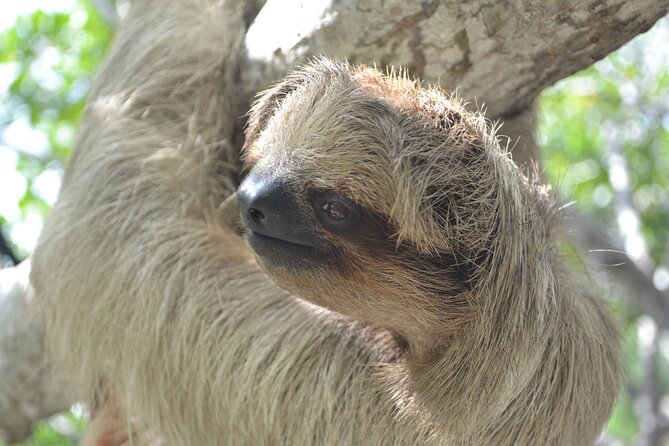 Roatan Drift Snorkel and Monkey/Sloth Sanctuary Tour - Safety and Accessibility