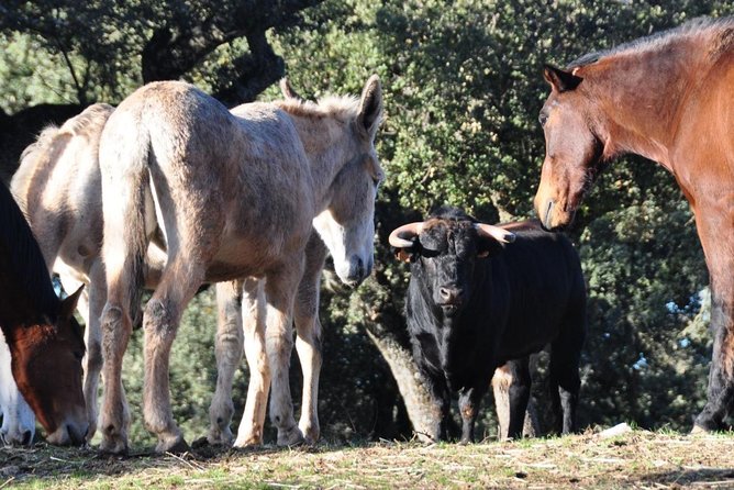 Ronda Guided Tour - Bullfighting and Animal Selection