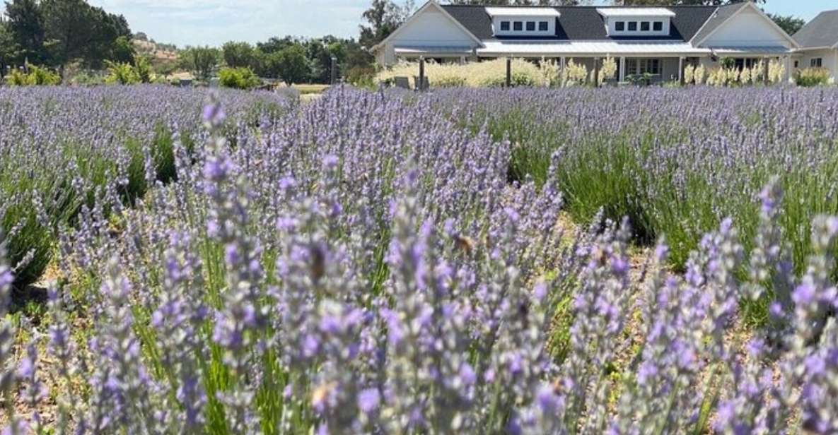 Sacramento: Capay Valley Farm Tour With Lunch & Wine - Lavender Farming and Production