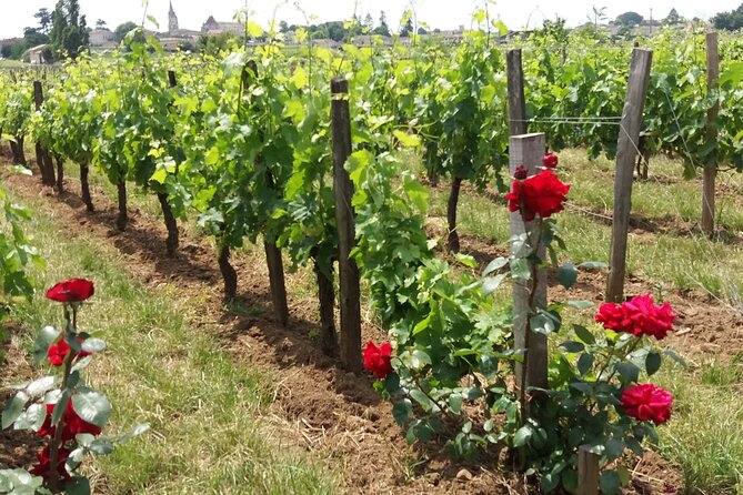 Saint Emilion Wine Tour Half Day - Guided Tour Insights