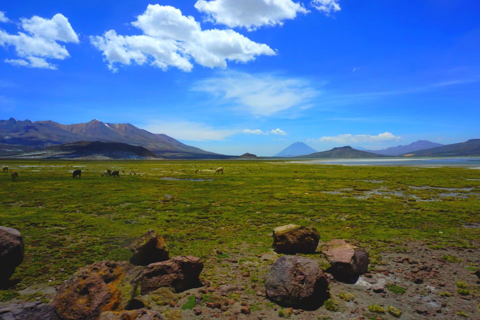 Salinas Salt Lagoon Private Tour: Day Trip From Arequipa - Scenic Drive to Salinas Lagoon