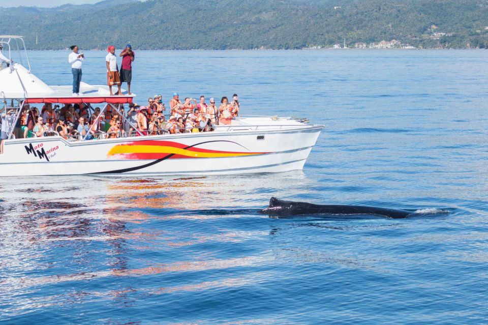 Samana: Bay of Samana Whale Watching Experience - Humpback Whale Sightings