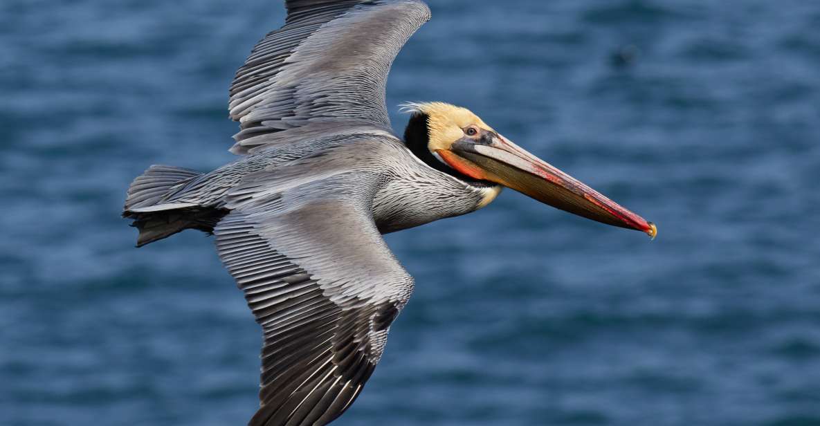 Samana: Los Haitises National Park & Cayo Levantado Island - Inclusions