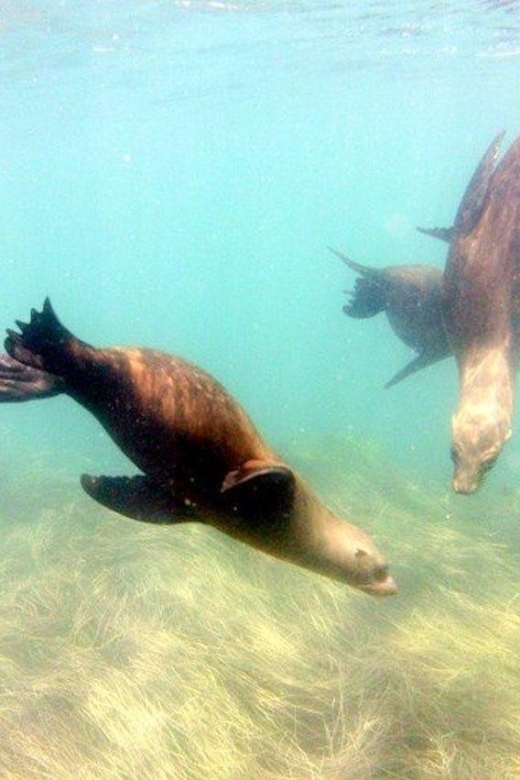 San Diego: La Jolla Cove Guided Snorkeling Tour - Meeting Point