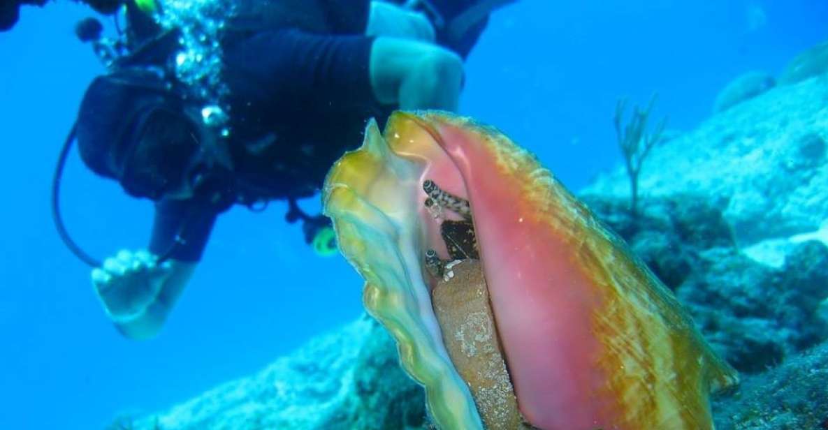 San Domino, Tremiti: Try Scuba, First Diving Experience - Descending up to 12 Meters