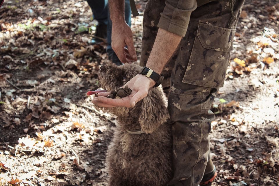 San Gimignano: Truffle Hunting With Lunch & Wine Tasting - Truffle Varieties and Habitat