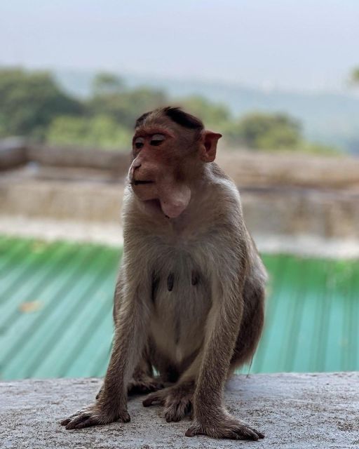 Sanjay Gandhi National Park + Kenheri Caves + Lion Safari - Key Attractions