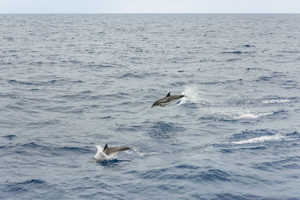 São Miguel Azores: Half-Day Whale Watching Trip - Whale and Dolphin Viewing