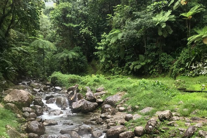 Scenic Tropical Rainforest & Island Tour - Guide and Services