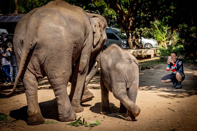 Scooter Adventure With Elephants, Views and FUN Drive Yourself - Booking and Pricing Details