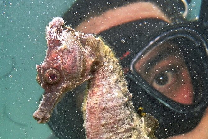 Scuba Diving for Beginners at San Juan - Pricing and Booking Information
