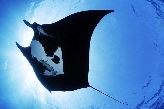 Scuba Diving in Nusa Penida Island and Manta Point - Transportation and Pickup Details