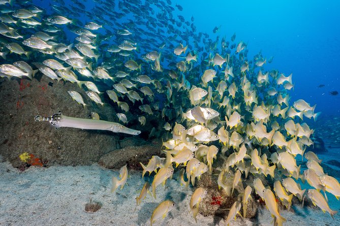 Scuba Diving Multi Dives in Playa De La Americas - Scheduling and Group Size