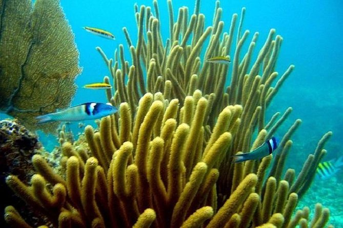 Scuba Doo Underwater Scooter in Punta Cana (Half Day) - Participant Considerations