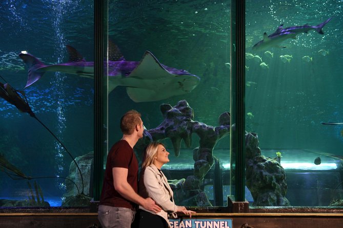 SEA LIFE Blackpool Admission Ticket - Experience Highlights