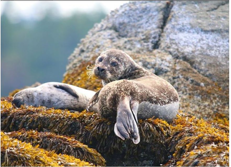 Sea Vancouver: City and Waterfall Sightseeing RIB Tour - Guided Speedboat Tour