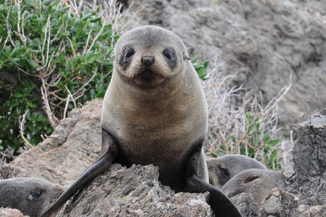 Seal Coast Safari Tour by 4WD - Scenic Journey