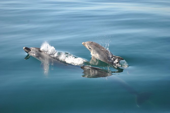 Sealife Sea Safari, Dolphin Watching With Marine Biologists Lagos - Participant Suitability