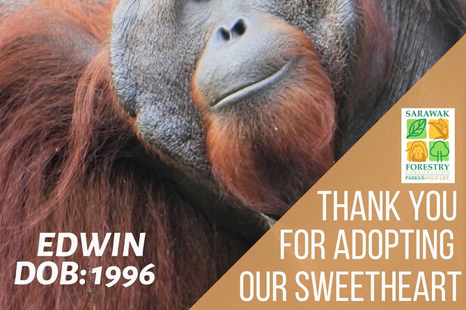 Semenggoh Orangutan Centre From Kuching - Booking and Accessibility Information