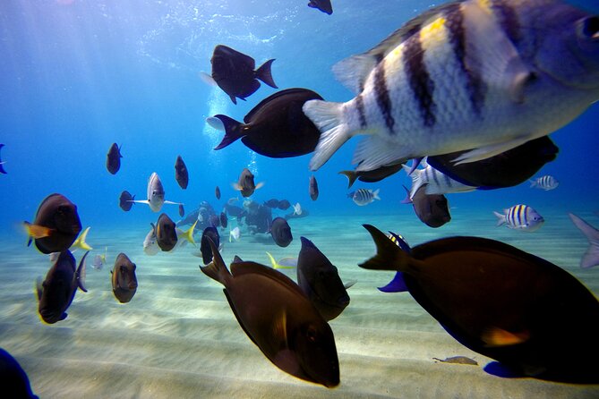 Shared 2 Hours Sosúa Bay Snorkeling With Professional Guide - Meeting and Transportation