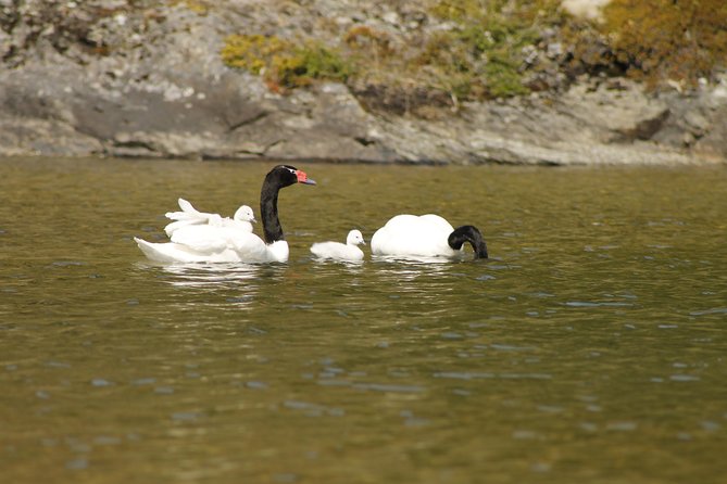 Shore Excursion - National Park Tierra Del Fuego - Highlights of the Experience