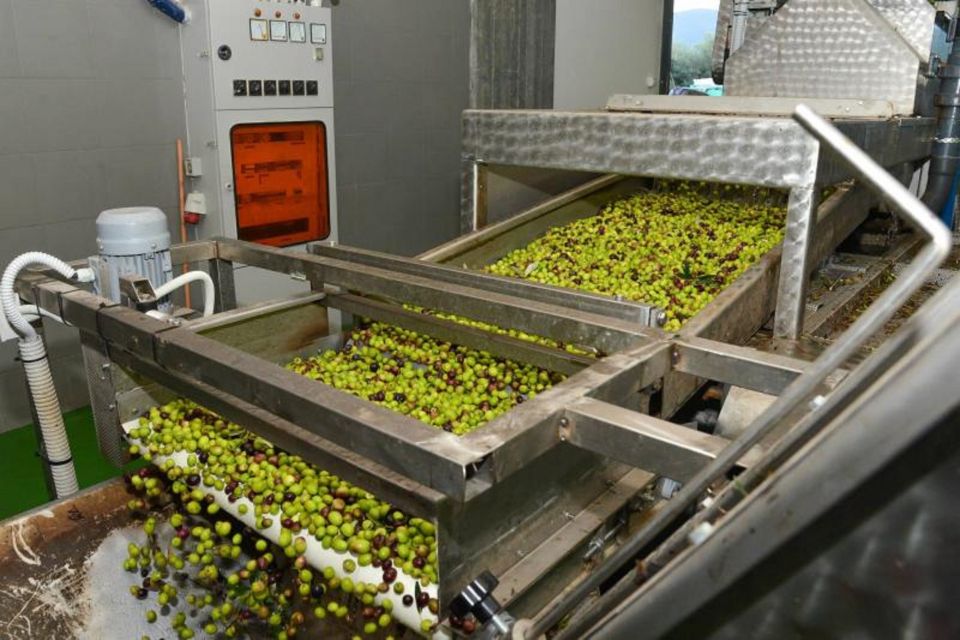 Short Tour of Olympia, an Olive Oil Press & St. Andrew Beach - Olive Oil Press Experience