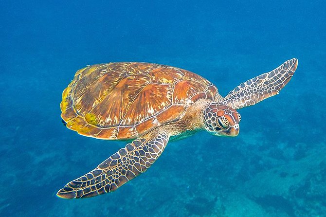 Similan Islands Snorkeling Tour By Speed Catamaran From Khao Lak - Safety and Health Guidelines