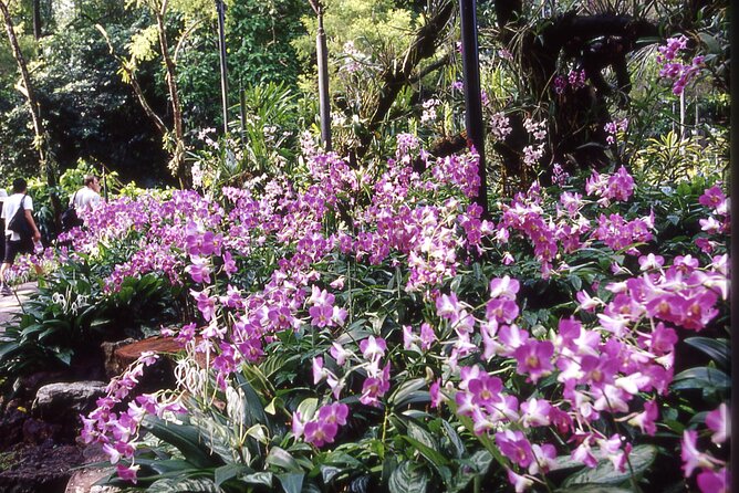 Singapore: National Orchid Garden Admission Ticket - Highlights of the Garden
