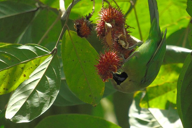 Sinharaja Rain Forest Tours (Full Day) - Lunch and Dining