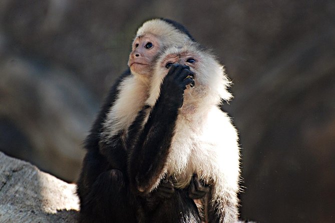 Skip the Line: Diamante Eco Adventure Park: Animal Sanctuary Discovery Ticket - Insights From Visitor Reviews