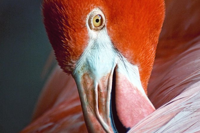 Skip the Line: Flamingo Gardens Admission Ticket in Fort Lauderdale - Engaging Wildlife Presentations