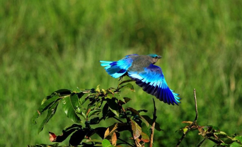 Skip The Line : Nahargarh Biological Park Tour, Jaipur - Safari Tour Options