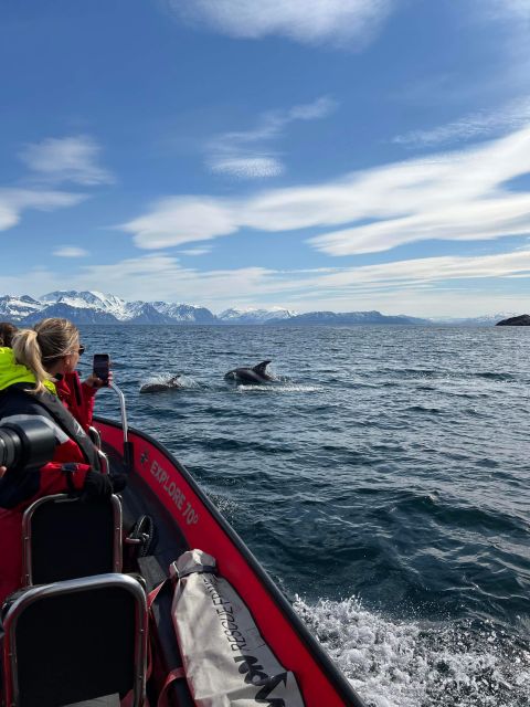 Skjervøy: Birds and Wildlife of Arctic Norway - Birdwatching Opportunities