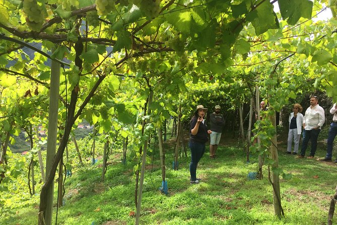 Skywalk, Madeira Wines Tasting and Vineyards 4x4 Experience - Professional Local Guide