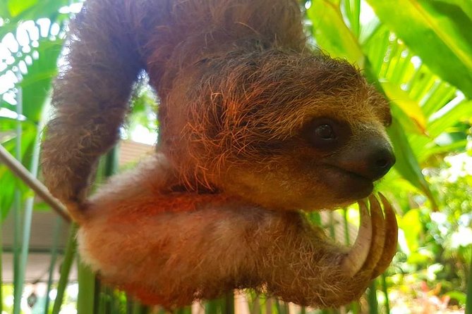 Sloth Discovery From Playa Del Coco Area - Reviews and Feedback