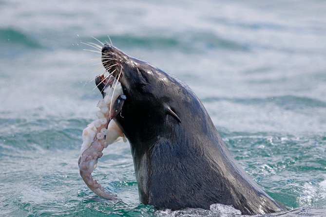 Small-Group Dunedin Wildlife Cruise - Accessibility Options