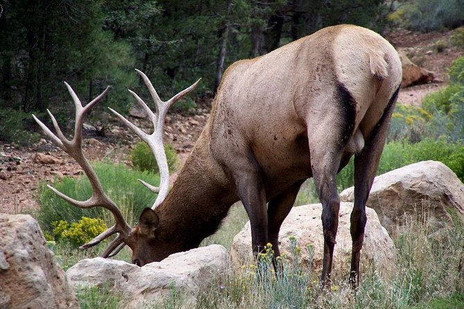 Small Group Grand Canyon South Rim Walking Tour - Dietary Considerations