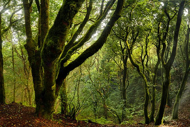 Small Group Guided Hiking in Anaga Rural Park in Tenerife - Inclusions and What to Bring