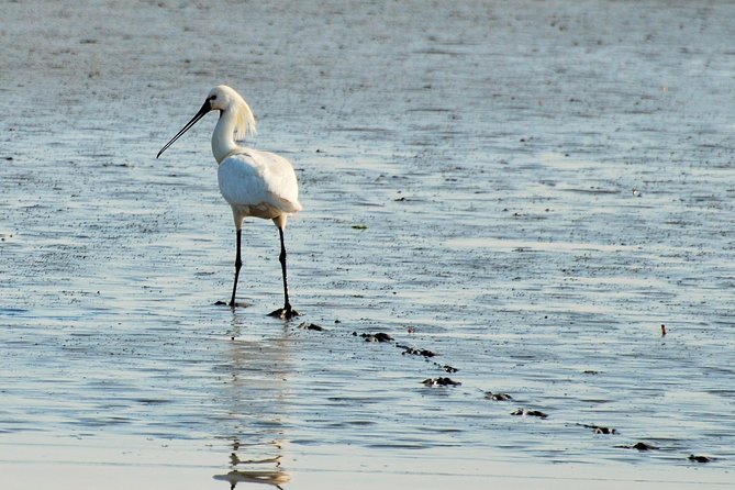 Small Group Half Day Seal Safari at UNESCO Site Waddensea From Amsterdam - Meeting and Pickup Details