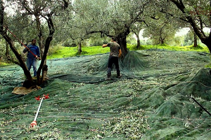 Small-Group Honey & Extra Virgin Olive Oil Tasting Tour in Crete - Tasting Menu Highlights