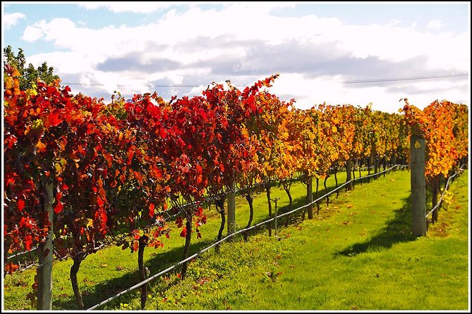 Small Group - Napier, Wine and Beer Tour - 5.5 - 6 Hours - Whats Included