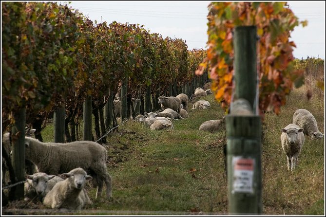 Small Group - Napier Wine Experience Tour - 5.5 - 6 Hours - Customer Feedback