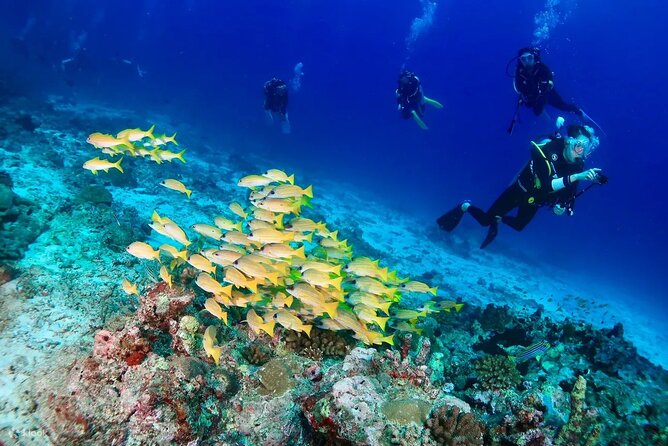 Small Group Scuba Diving Experience in Maiton Private Island - Experience Duration and Group Size