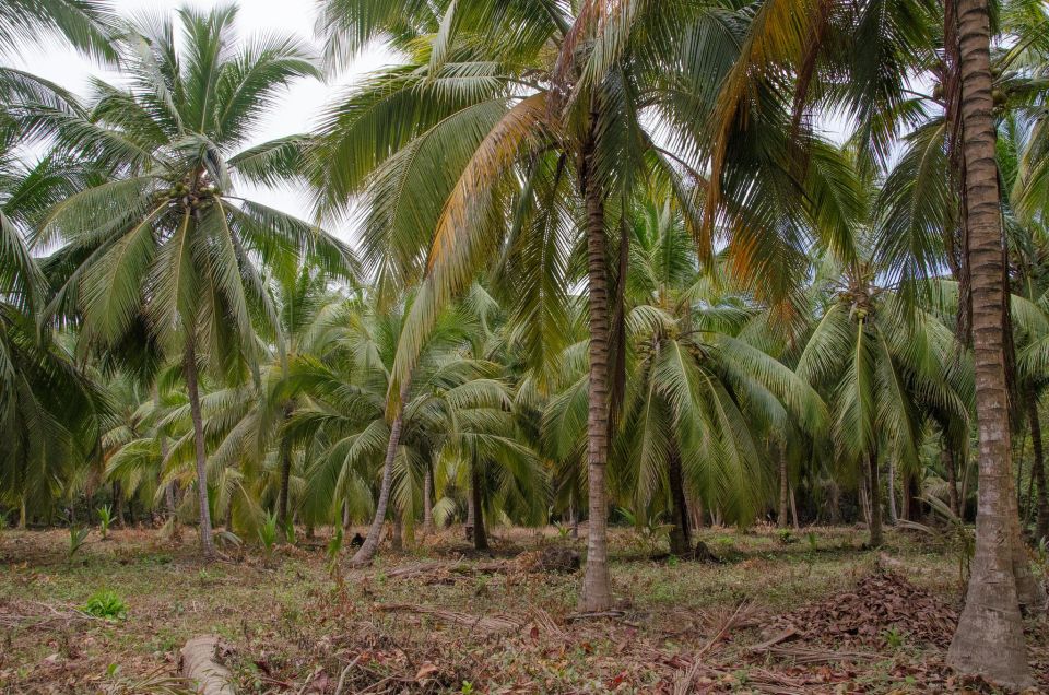 SMR TAYRONA NATIONAL PARK - Trek to Cabo San Juan - Archaeological Significance of the Area