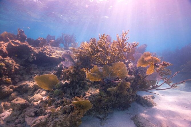 Snorkel Key Largo on Our COMBO Boat With Snorkeling Gear INCLUDED - Equipment and Gear