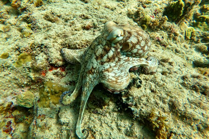 Snorkeling Adventure in Aguadilla - Customer Reviews and Feedback