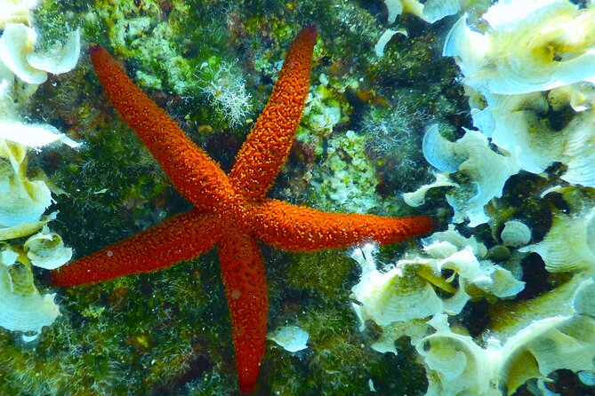 Snorkeling Adventure Trip - Skill Levels and Requirements