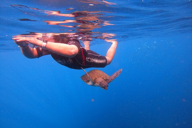 Snorkeling and Boat Tour in a Turtle Area - Meeting and Departure Details