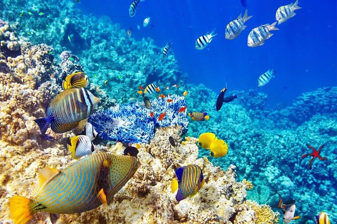 Snorkeling at Caño Island - Included Amenities