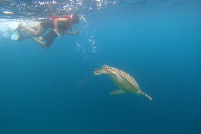 Snorkeling Gili Islands Coral, Turtles & Underwater Statues - Sights to Behold Underwater